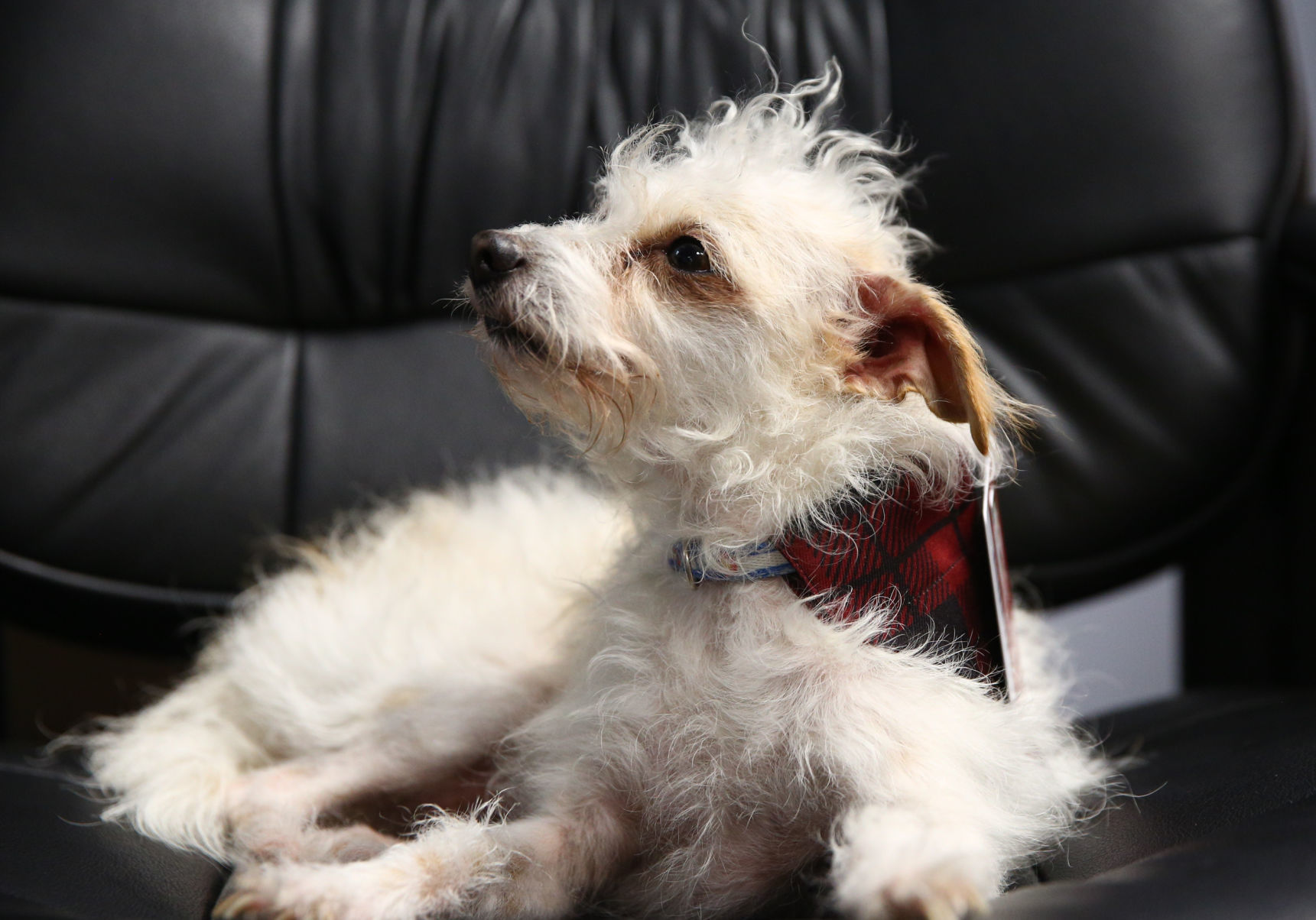Nugget the therapy dog (4).jpg
